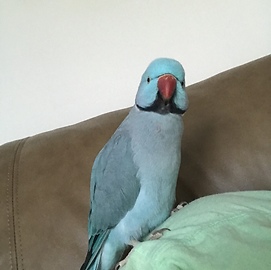Parrot thinks "burp" means give kisses