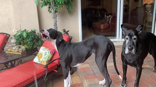 Great Danes loves to catch falling raindrops