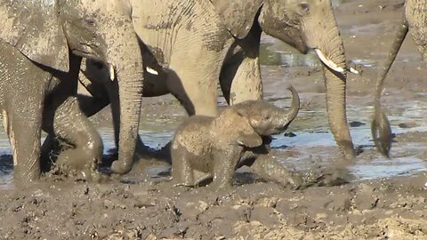 Adorable Baby Elephant Struggles On Through Thick Mud