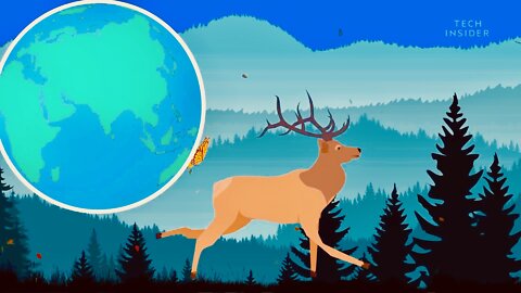 Animals that Travel the Longest Distances - Great Animation