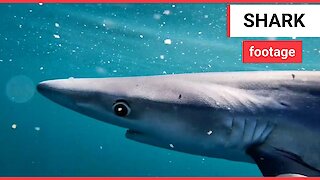Stunning footage shows a blue shark swimming