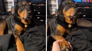 Rottweiler gives hilarious eye roll when asked to hold hands