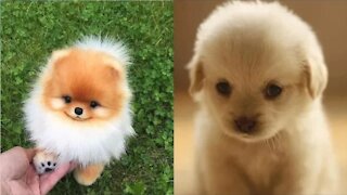 Cute Funny puppies and Smart Dogs Compilation