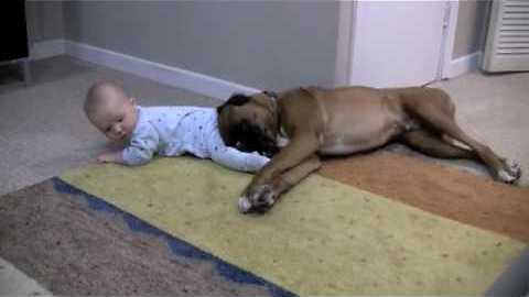 Boxer And Baby Share Adorably Precious Friendship