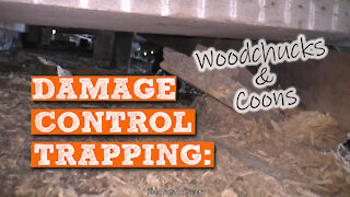 S2:E21 Damage Control Trapping Woodchucks & Coons | Kids Outdoors