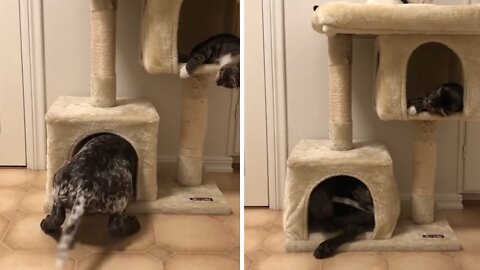 Playful pup loves sneaking into cat tower