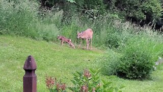 Newborn fawn with doe explore backyard