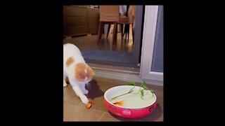 Cat playing with goldfish