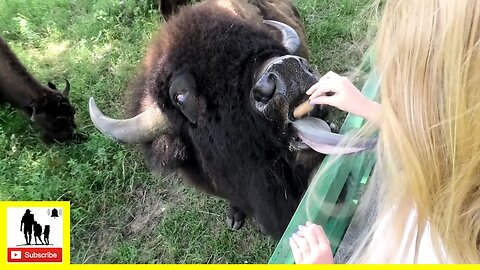 Close Encounter With Bison At The Old West Buffalo Company
