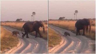Baby elephant falls clumsily into the sand
