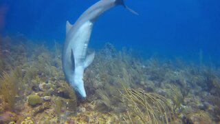 Playful dolphin has a beautiful interaction with this scuba diver