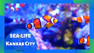 Sea Life Aquarium Kansas City | Crown Center KC, Missouri