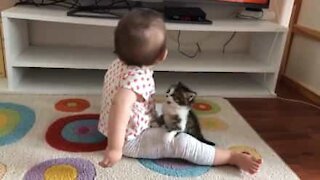 Kitten desperately tries to play with baby