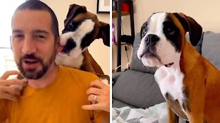Ever seen a boxer puppy backpack infomercial?