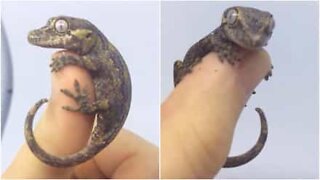 Liten gekko henger ut av hånden til eieren