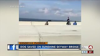Dog walks along Skyway Bridge in Tampa