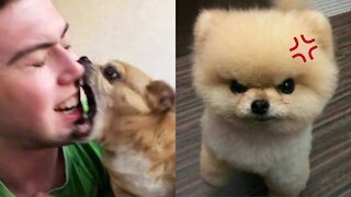 Angry 😡 funny 🤣 animals