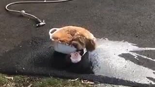 Dog turns water bowl into her own personal pool