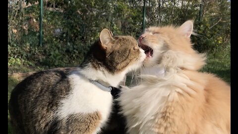 Funny Cat FAIL: Cat biting other Cat's tongue while licking creamy treats