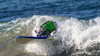 Surfing dog makes skillful recovery to avoid wipe out