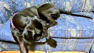 Great Dane Puppy Has Adorable Fight With Her Back Leg