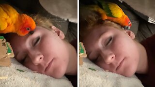 Needy parrot refuses to let owner enjoy her nap