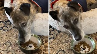 Elderly dog prefers to eat breakfast in bed
