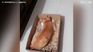 Cat has a blast in cardboard box