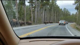 Enormi bufali bloccano il traffico negli Stati Uniti