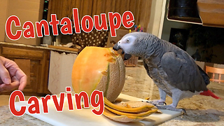 Parrot interrupts cantaloupe carving to enjoy a treat