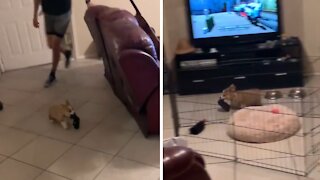 Tiny corgi puppy absolutely loves being chased