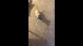 Puppy really wants a treat.MOV