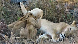 Lion cubs growl at each other over fair share of mother's milk