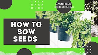 How to Sow Seeds into the Garden Bed