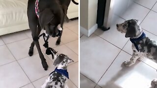 Dog teaches puppy brother how to play tug-of-war