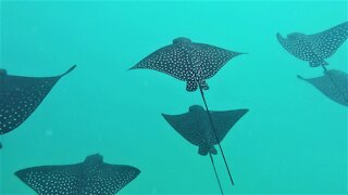 Diver swims with majestic spotted eagle stingray formation