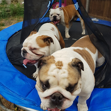 English Bulldogs fight over bottle while on trampoline