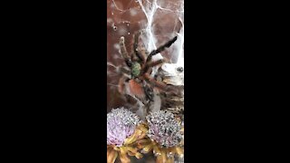 Tarantula Feeding