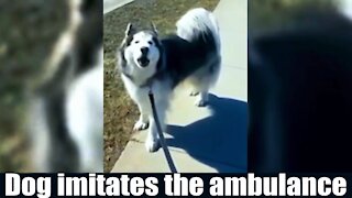 Dog imitates the ambulance - Wonderful.