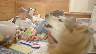 Baby entertained by howling husky concert