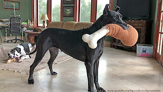 Funny Great Dane Loves To Play With Jumbo Turkey Leg Toy