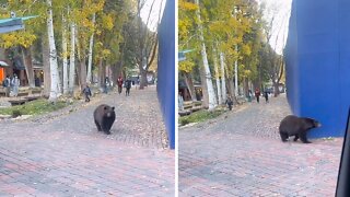 Bear casually walks down busy sidewalk