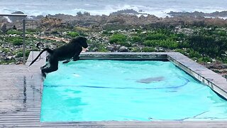 Playful Baboons Go For Dip In Hotel's Pool