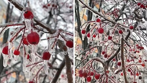Mesmerizing footage of frozen berries on a tree in Russia