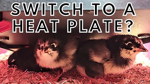 Chick Brooder Heating Plate | Will We Switch From Heat Lamps?
