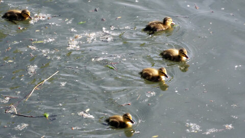 Duckies In Willamette River