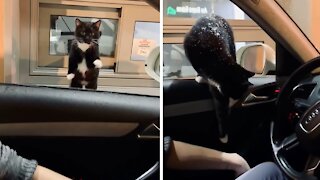 Cat At Drive-thru Hops Into Vehicle's Window