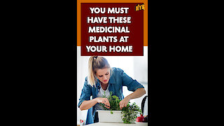 Top 4 Medicinal Plants That You Should Have In Your Home *