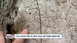 Why now is the best time to check your ash trees
