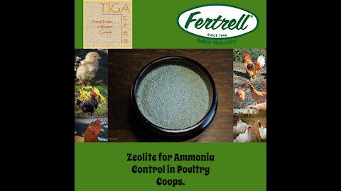 Zeolite for Ammonia Control in Poultry Coops